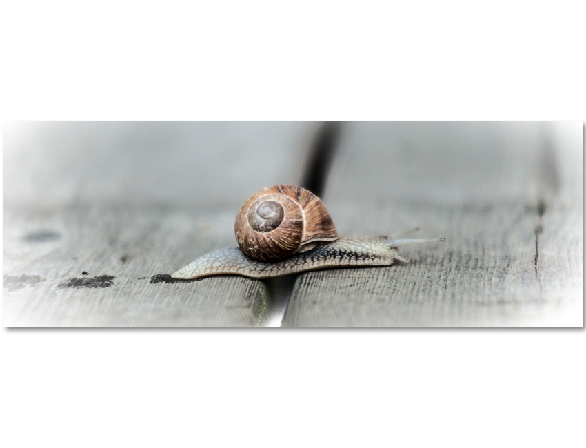 Schnecke